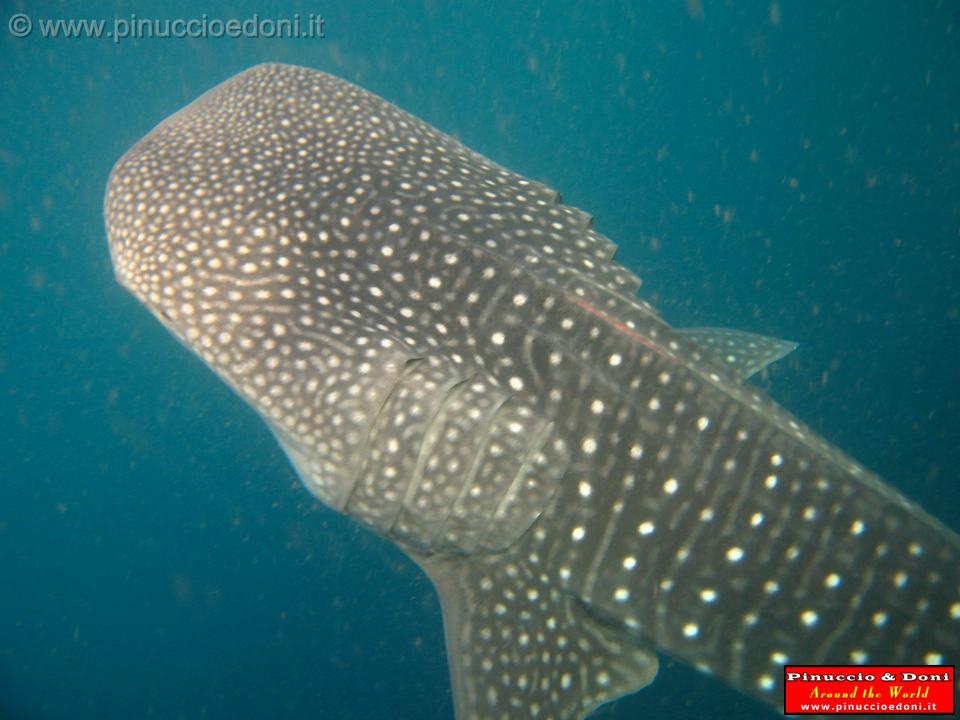 Djibouti - Gli Squali Balena di Gibuti - 10.jpg